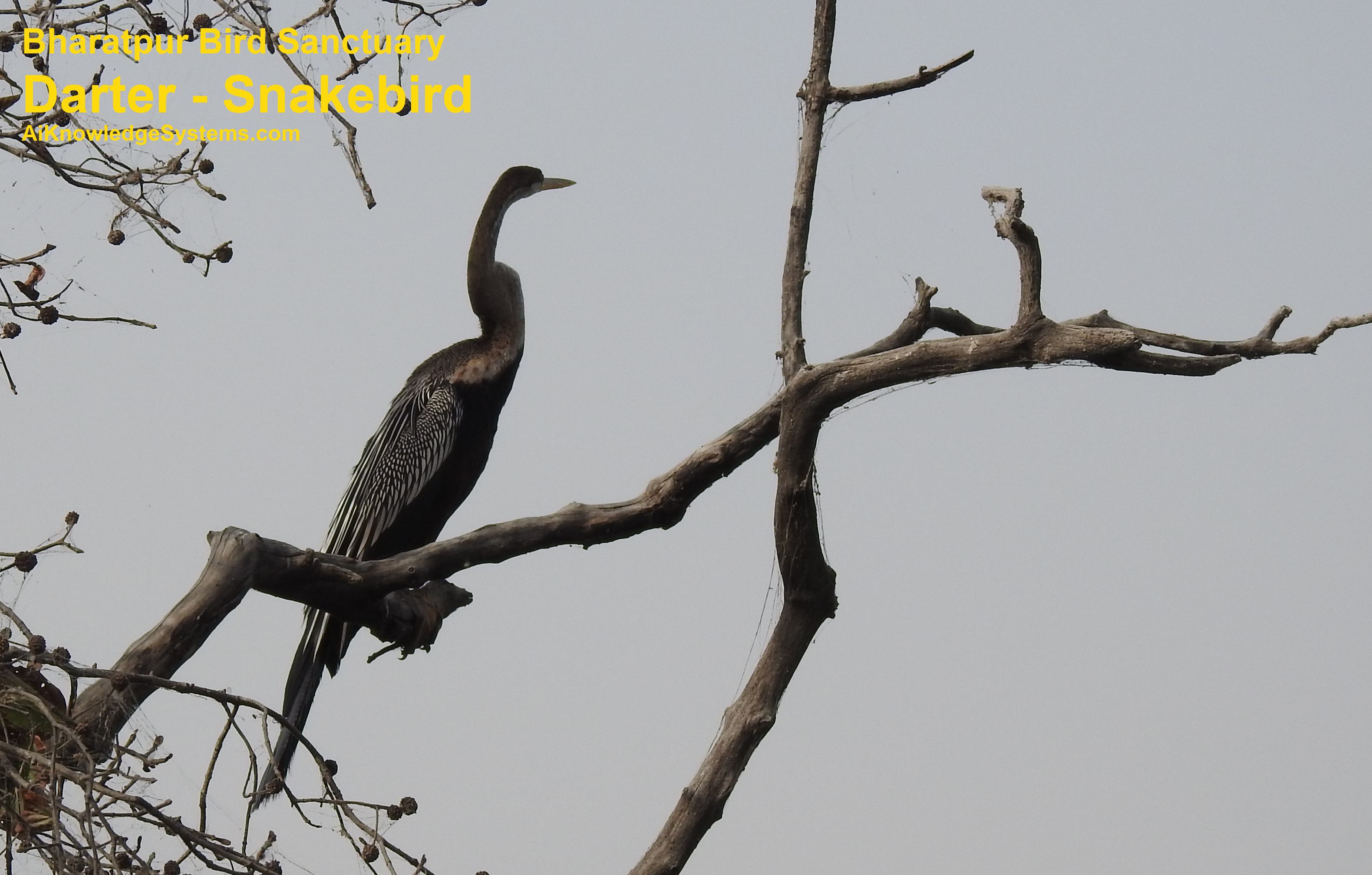 Darter - Snakebird (53) Coming Soon